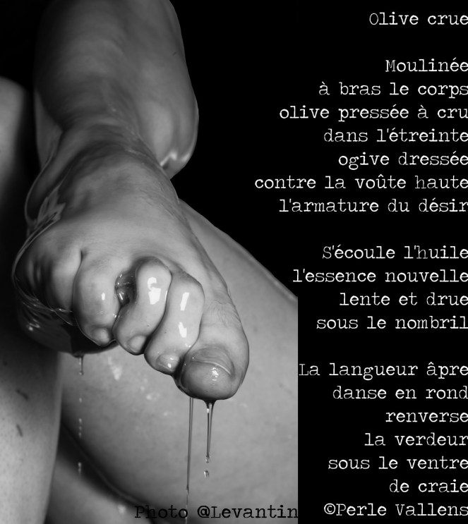 montage photo Levantin olive crue