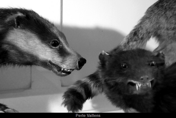 avec les dents ©Perle Vallens