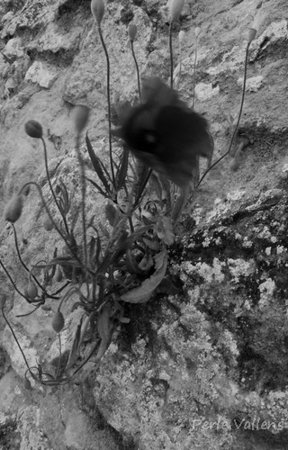 coquelicot minéral ©Perle Vallens