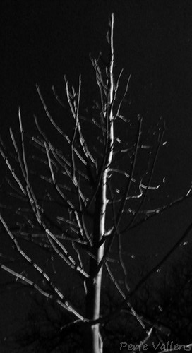 décours ©Perle Vallens