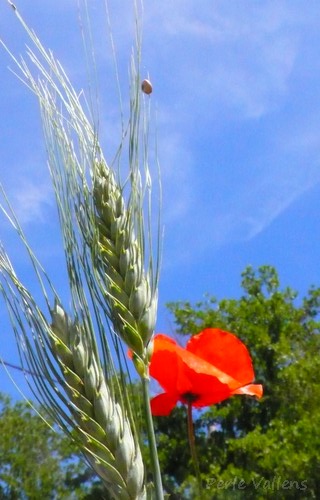 S'ôter les mots ©Perle Vallens