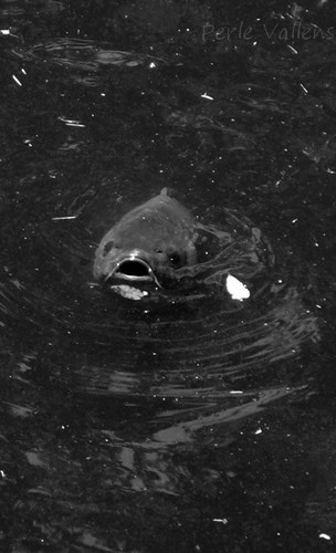 Contre courant©Perle Vallens