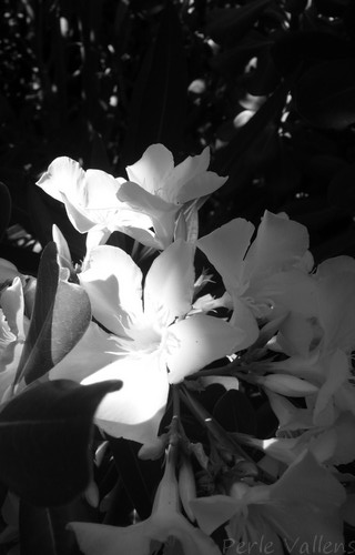 Avant demain ©Perle Vallens