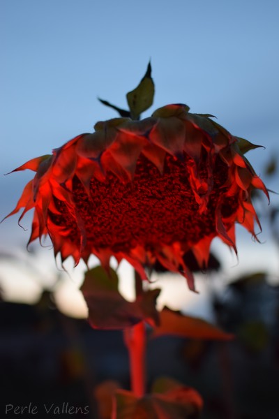 brûlure ©Perle Vallens