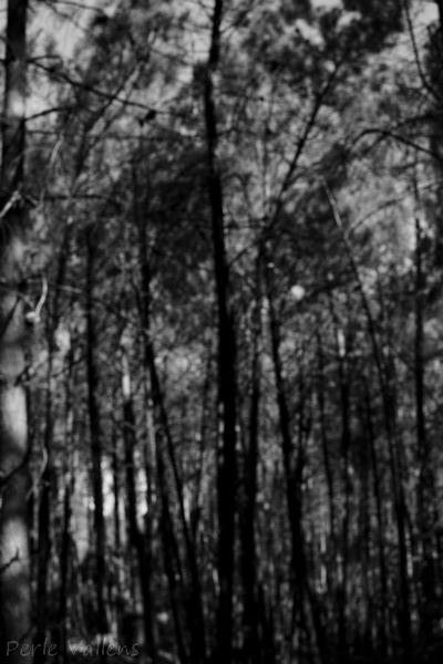 Forêt ©Perle Vallens