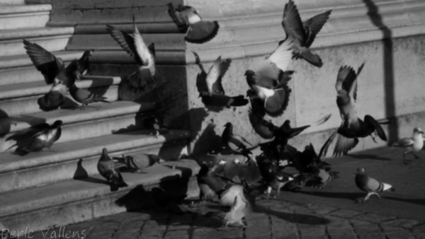 Bataille rangée ©Perle Vallens