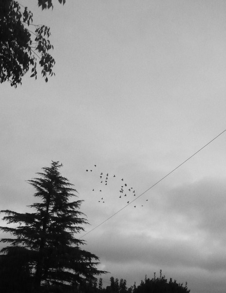 Envol ©Perle Vallens