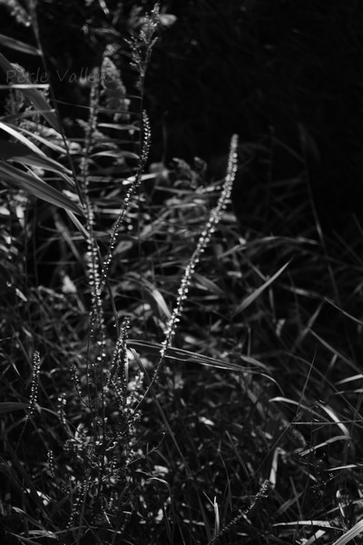 Insignifiante ©Perle Vallens