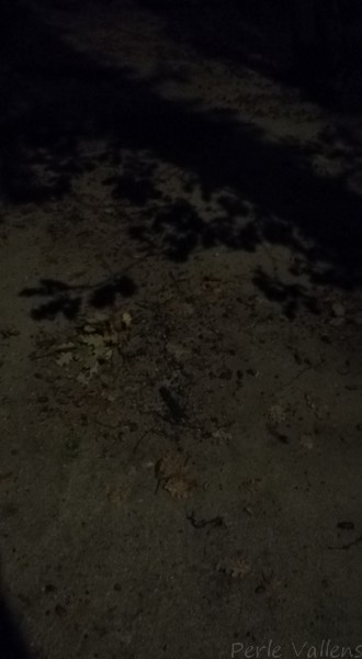 nuit noire©Perle Vallens.jpg