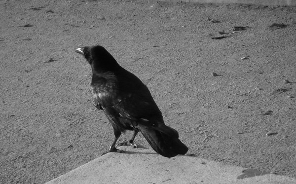 Corbeau ©Perle Vallens