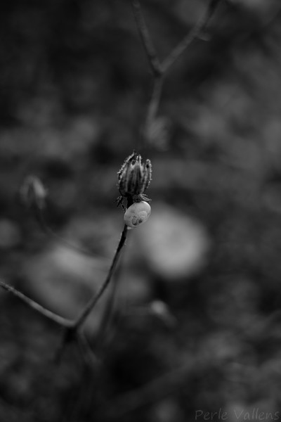 escargot ou rien©Perle Vallens