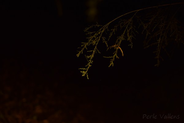 gravitation©Perle Vallens.jpg