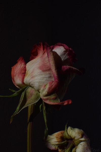 fanaison©Perle Vallens.jpg