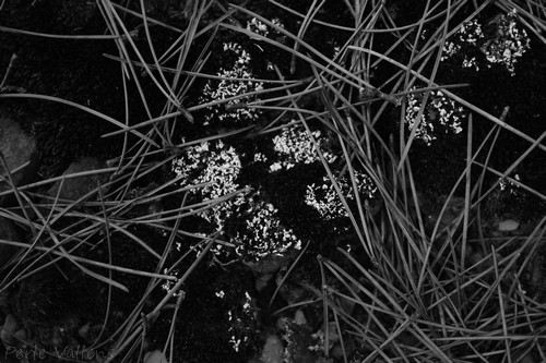 fouiller la terre©Perle Vallens