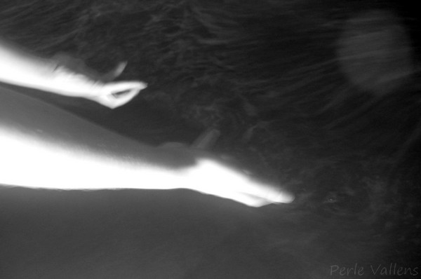 mains incantatoires©Perle Vallens.jpg