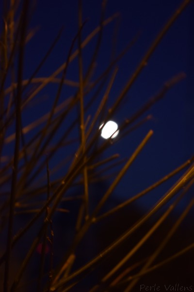 pleine lune©Perle Vallens