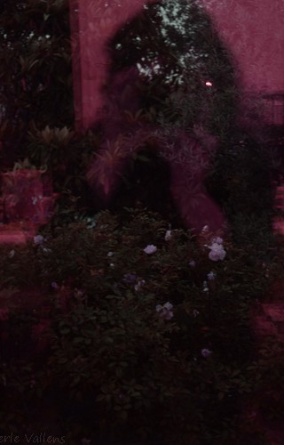 autoportrait rosier©Perle Vallens