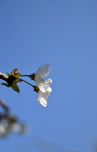grand bleu©Perle Vallens