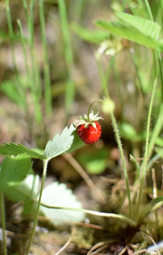 fraise©Perle Vallens