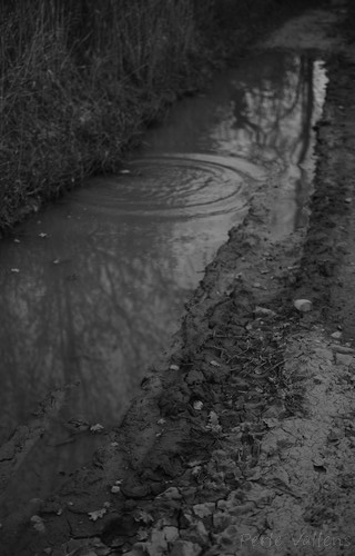 ronds dans l'eau©Perle Vallens