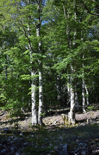 forêt©Perle Vallens