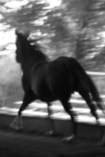 grand galop©Perle Vallens
