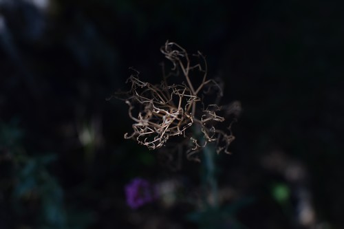 mauvaise herbe©Perle Vallens