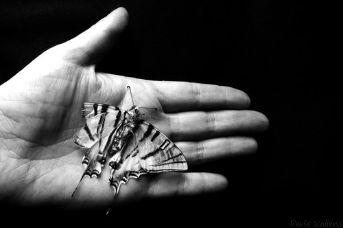 papillon©Perle Vallens