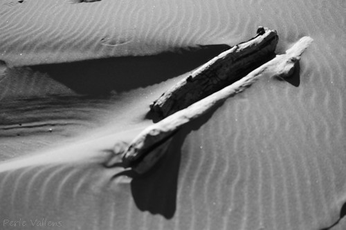 tronc sur la plage©Perle Vallens